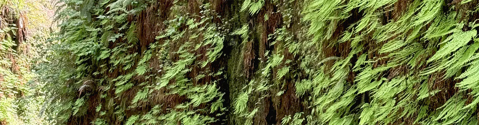 Ferns covering the walls of Fern Canyon in Redwood National and State Parks