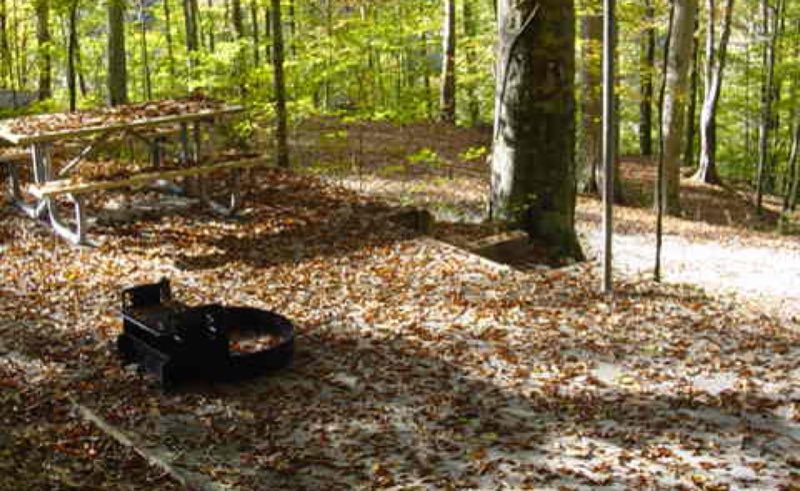 Campsite with leaves and picnic table