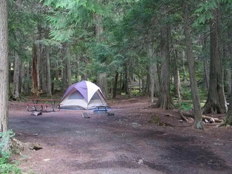 Nestled among western hemlock and western red cedar