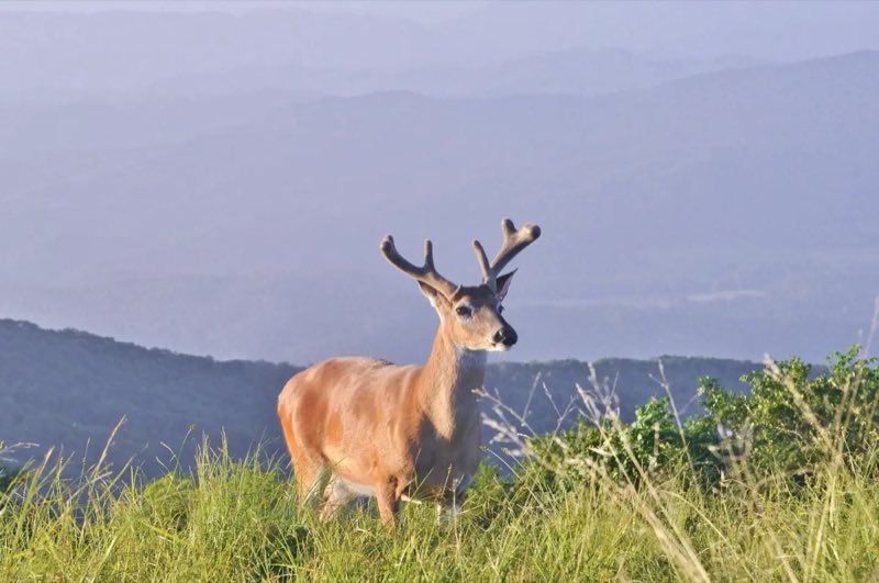 Cades Cove