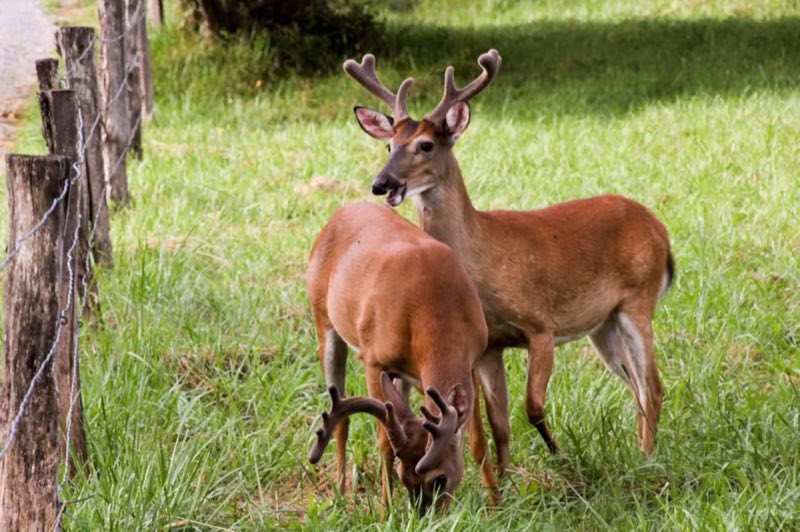 Deer
