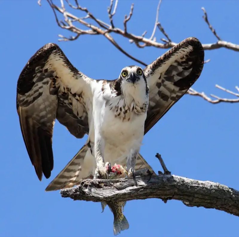 Osprey Perched on a tree branch while eating a fish