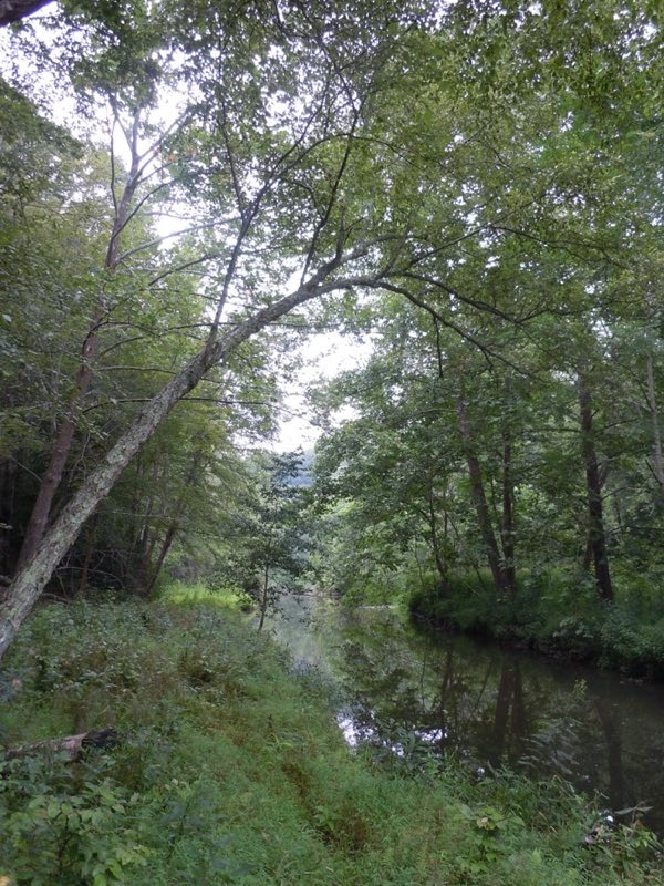 A tree overhangs the Chopawamsic Creek in the backcountry area