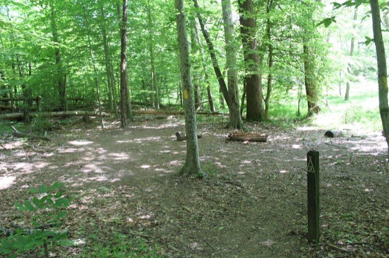 Wooden post marked with number 3 in a flat dirt area in the middle of a green forest