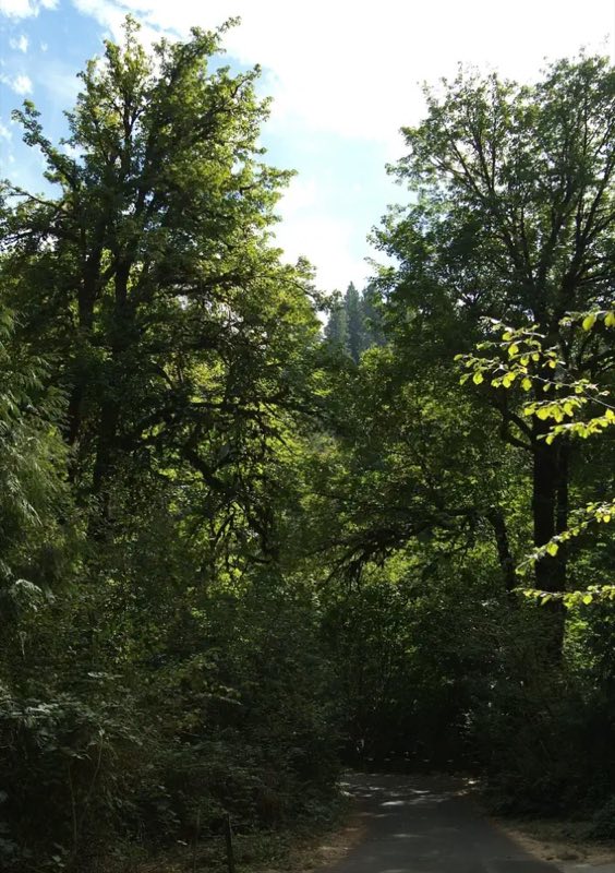 Towering Maple Trees.