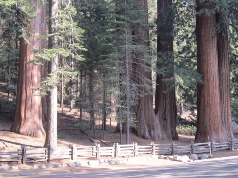 Lost Grove