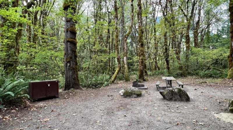 Campsite in Goodell Creek Campground