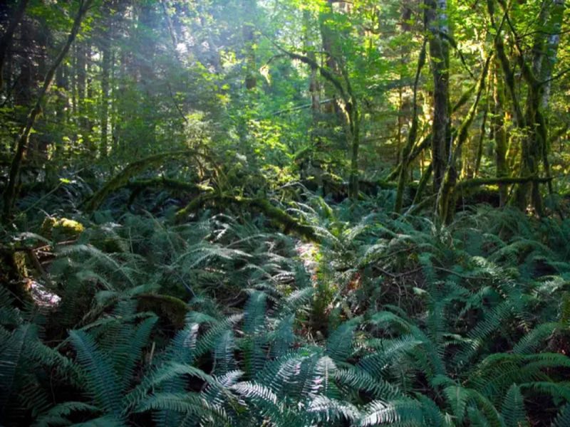 Goodell Creek Campground is nestled in a lush forest along the Skagit River.