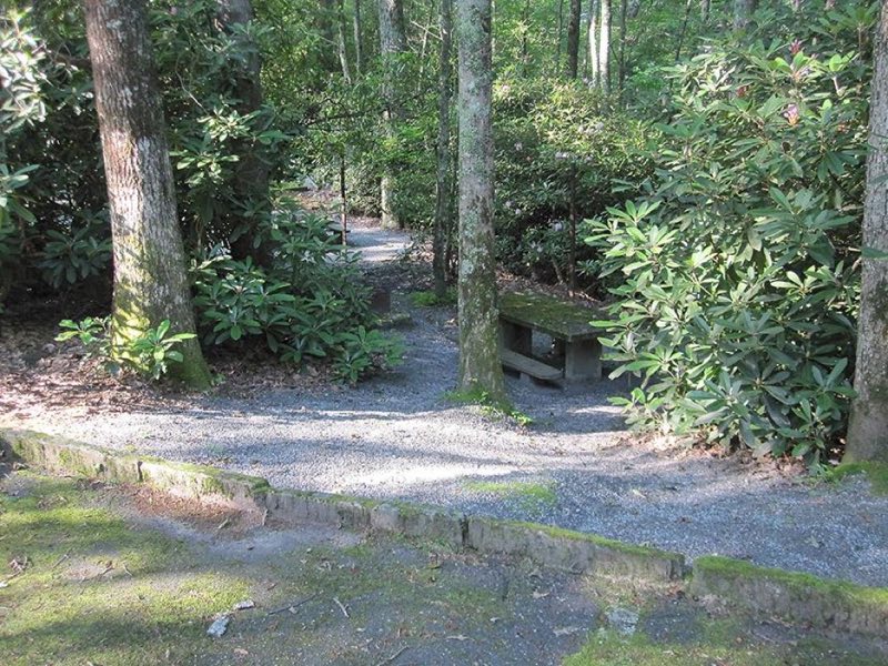 A vacant campsite, surrounded by rhododendrons, in a forested campground