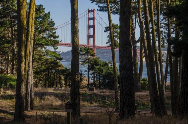 A view of the Golden Gate Bridge through the trees at Kirby Cove.