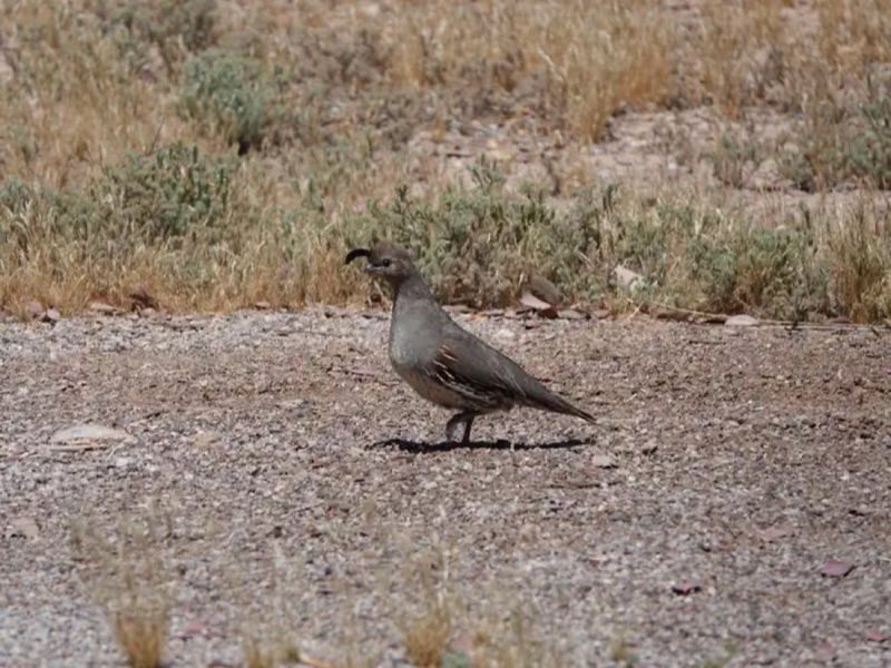Las Vegas Bay Campground has a variety of beautiful wildlife, including Desert Quail