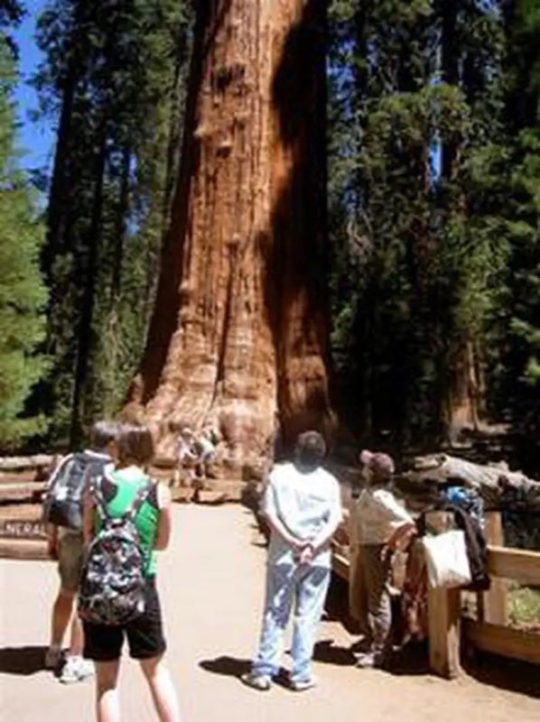 Park visitors looking up at the General Sherman Tree