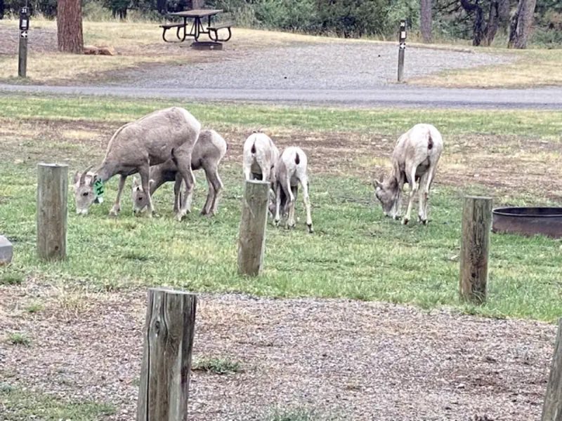Big Horn Sheep grazing in the campground