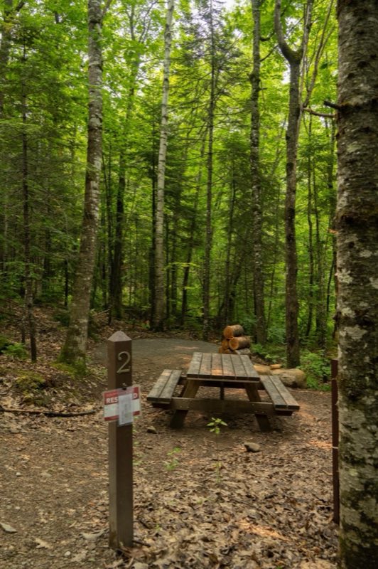 A campsite with metal fire ring, picnic table, and bear box within a forest.