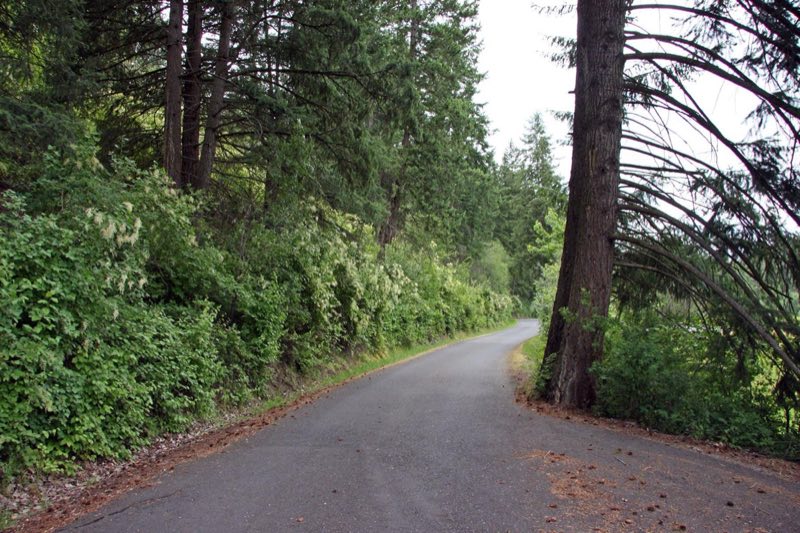a single lane road surrounded by green vegetation
