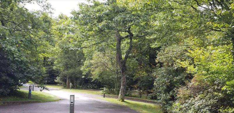 A narrow paved road runs through a forested campground