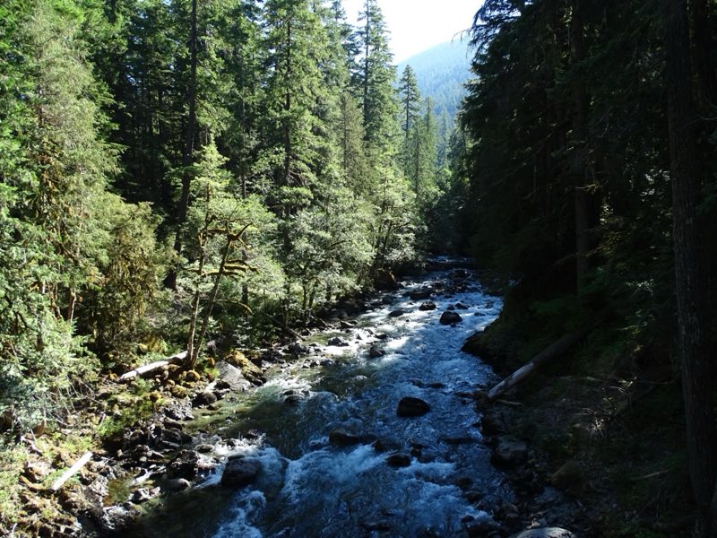 A rushing river nestled in between tall forests.
