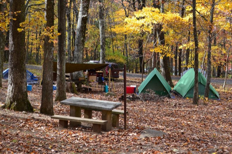 Two green pup tents sit in a golden, fall forest