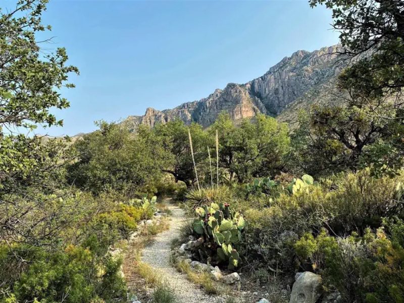 View of Guadalupe Mountain range from campsite number one with prickly pear, sotol, and oak trees along the trail winding its way toward the parking area.