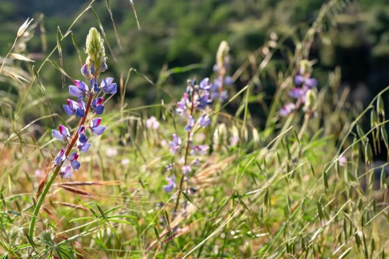 Lupin Flowers