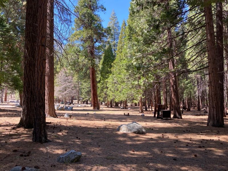 A forested campground area is covered in a layer of pine needles.