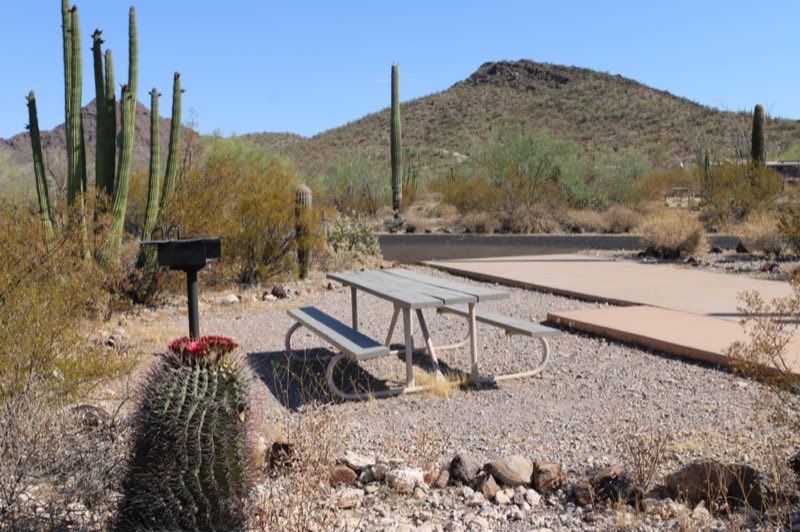 Campsite with a picnic table, paved pad, raised grill, and blooming barrel cacti