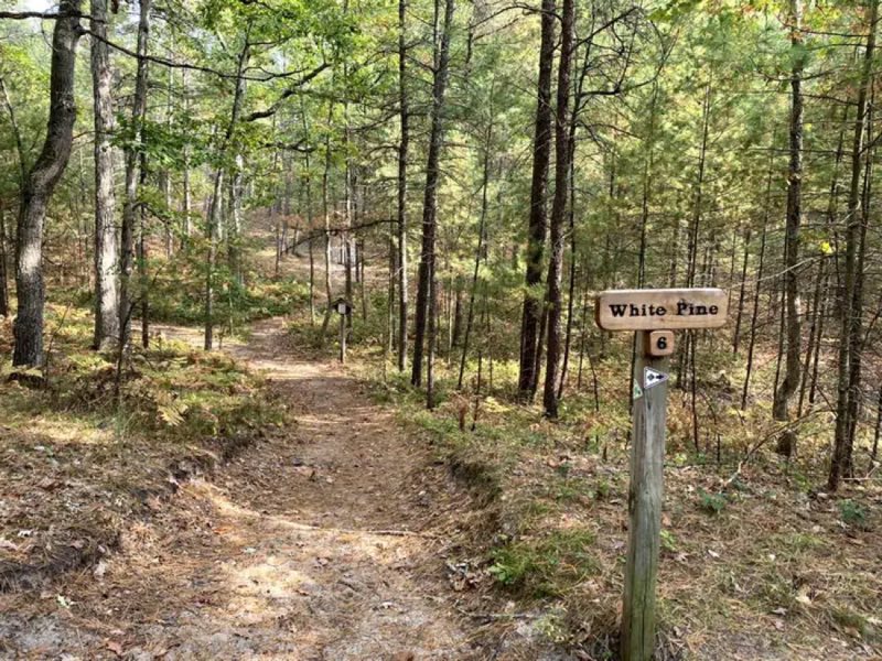 Dirt hiking trail through hardwood forest.
